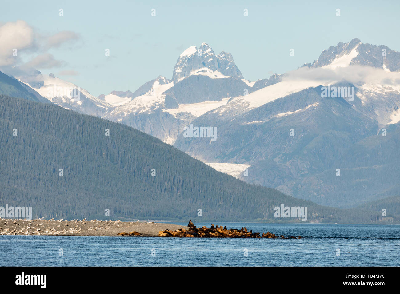 Steller Sea Lions hauled out on Lincoln Island in Southeast Alaska. Stock Photo