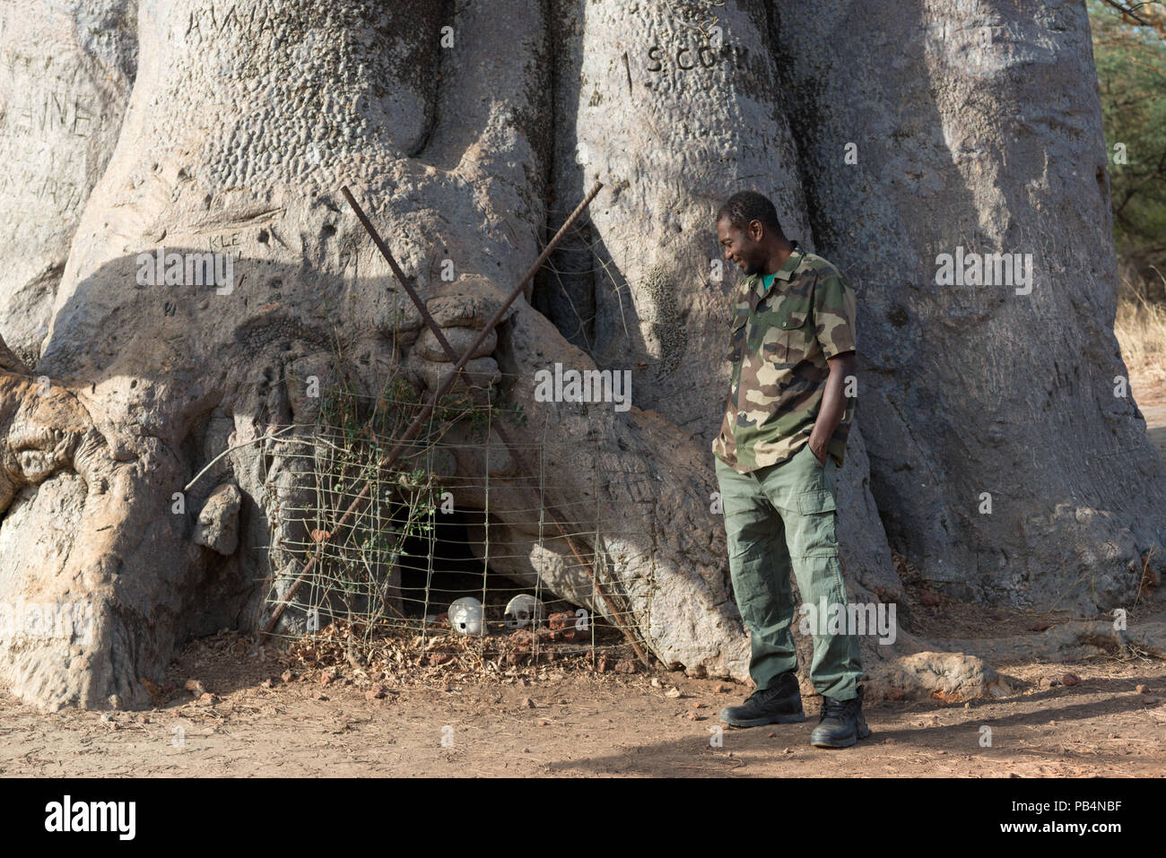 A ranger at Bandia Wildlife Reserve looking at the skulls at the foot of the baobab tree, Senegal, West Africa Stock Photo