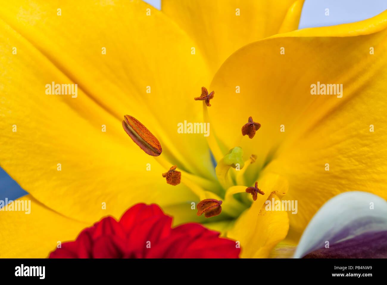 Detail of the stamens of a yellow Asian lily within a bouquet of flowers. Stock Photo