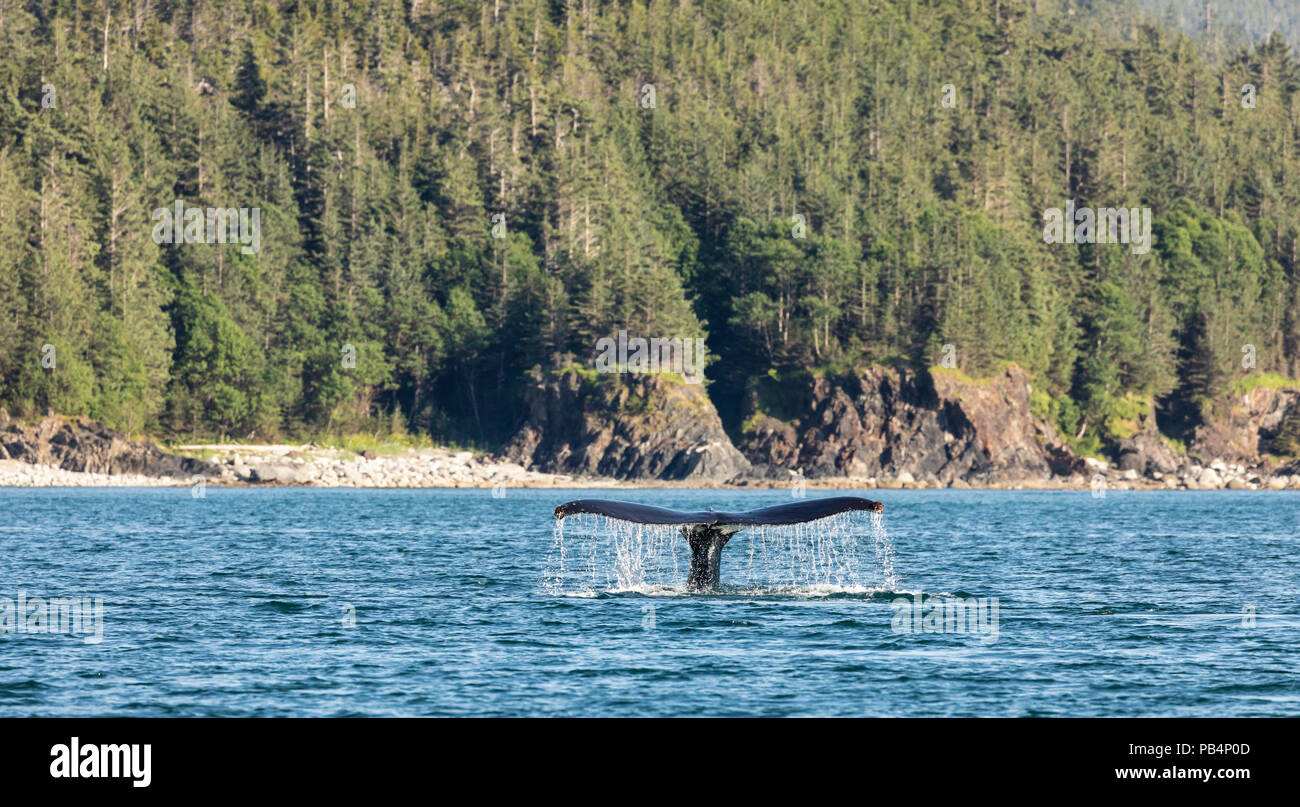 Alaska humpback whale hi-res stock photography and images - Alamy