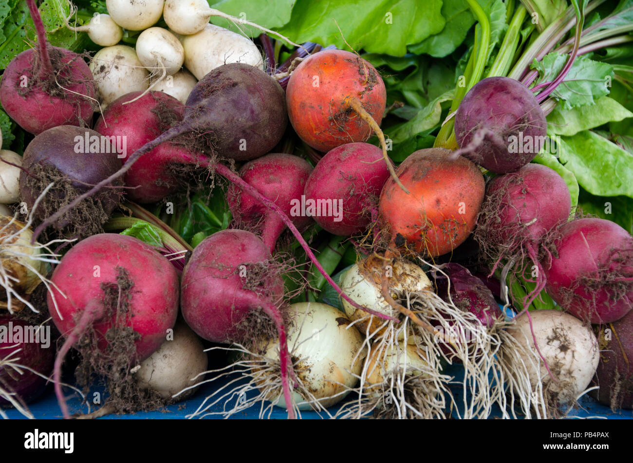Colorful beets from Harvest, Community Garden, Maine, USA Stock Photo