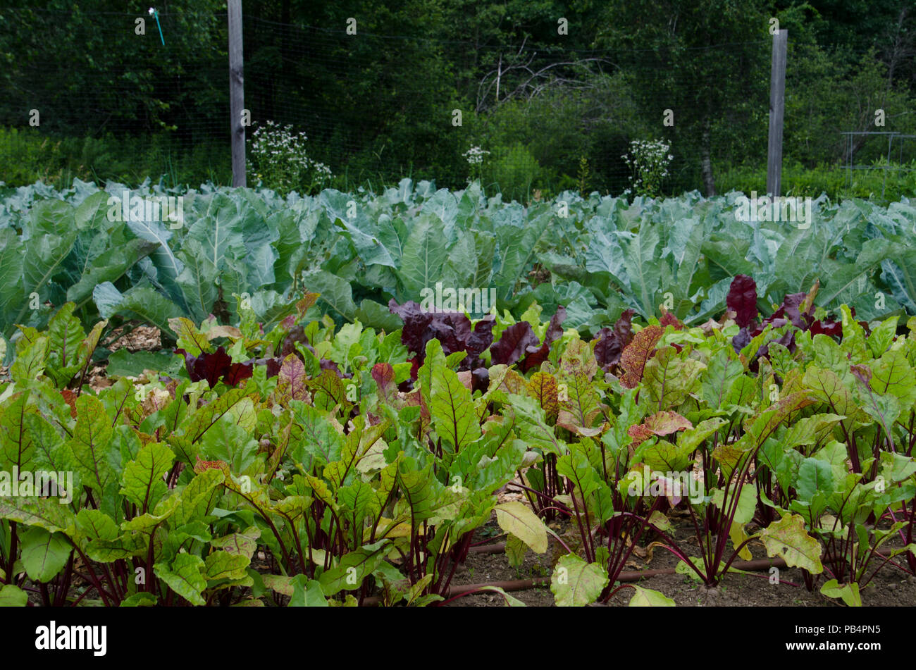 Beets and broccoli plants in community Garden, maine Stock Photo