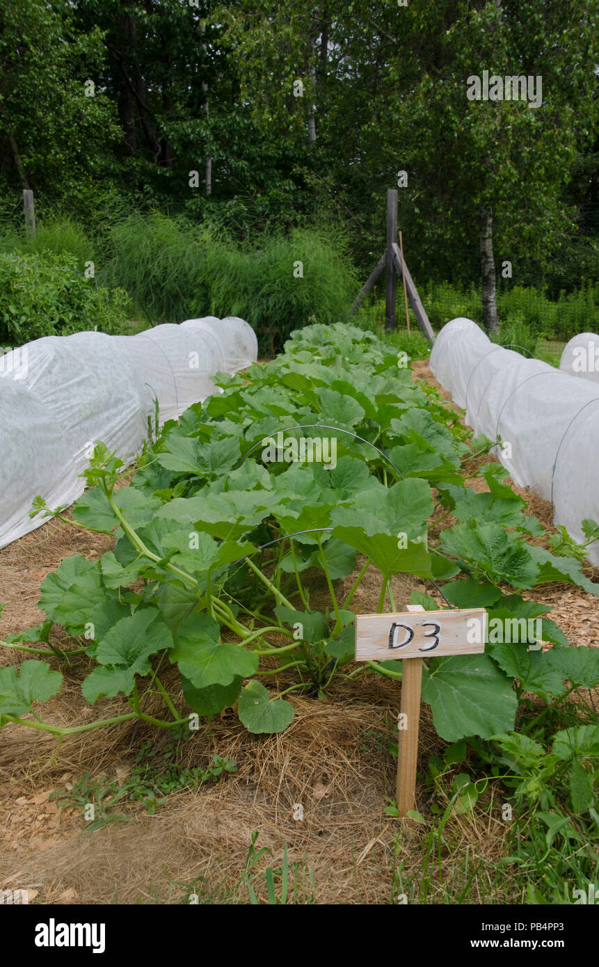 Squash in community vegetable garden with row cover Stock Photo