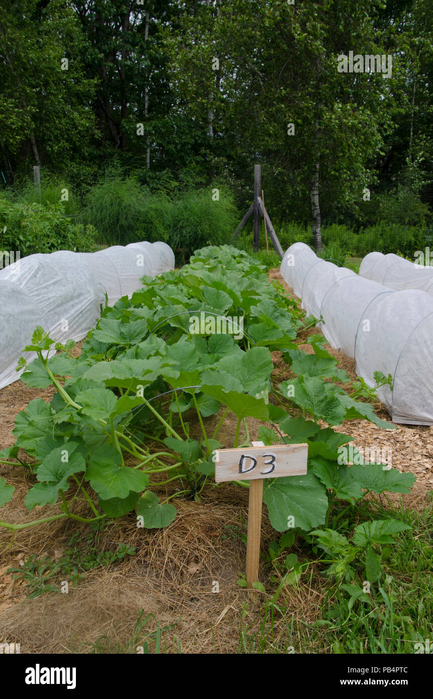 Squash In Community Vegetable Garden With Row Cover Stock Photo