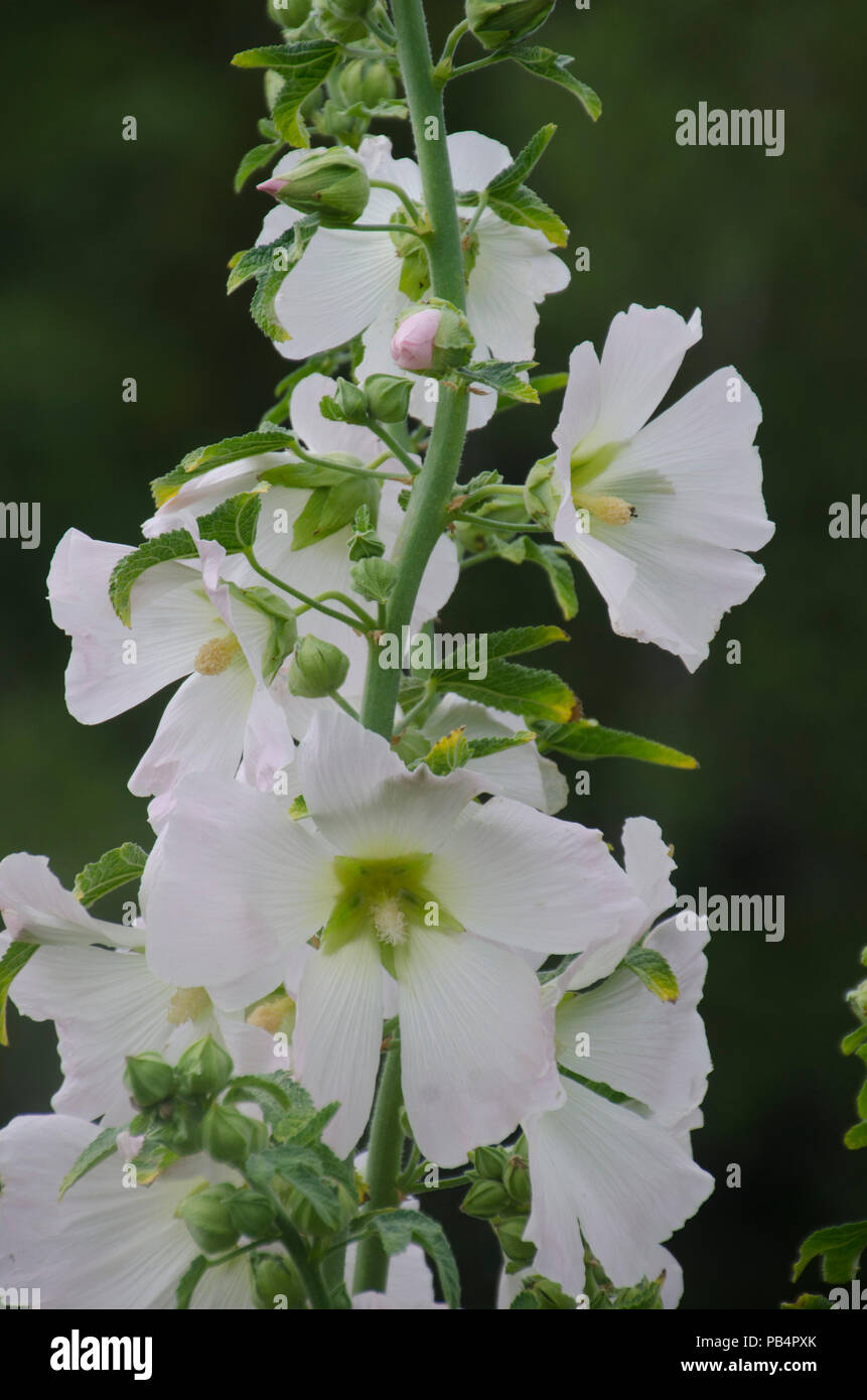 Hollyhock white hi-res stock photography and images - Alamy
