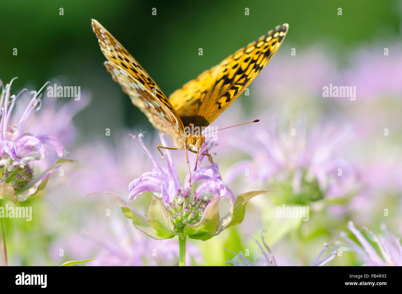 Variegated Fritillary, Euptoieta claudia, Butterfly on lavender Bee balm, Monarda, flowers, Yarmouth Community garden, Maine, USA Stock Photo