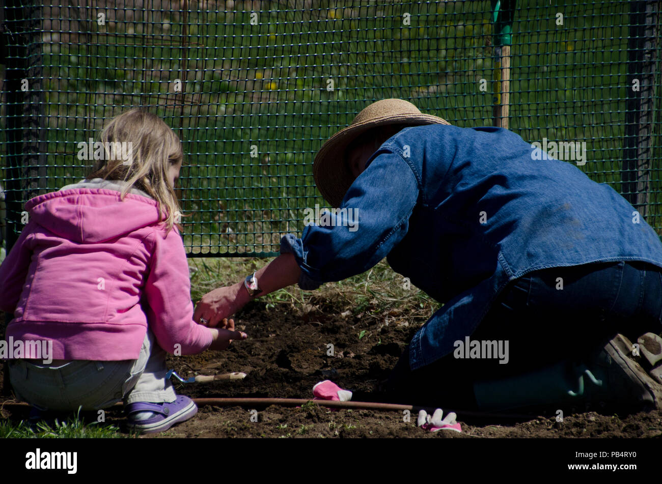 Woman with young daughter gardening from behind Community Garden, MAINE USA Stock Photo