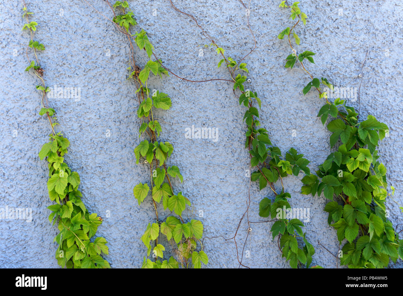 Wall climbing vines hires stock photography and images Alamy