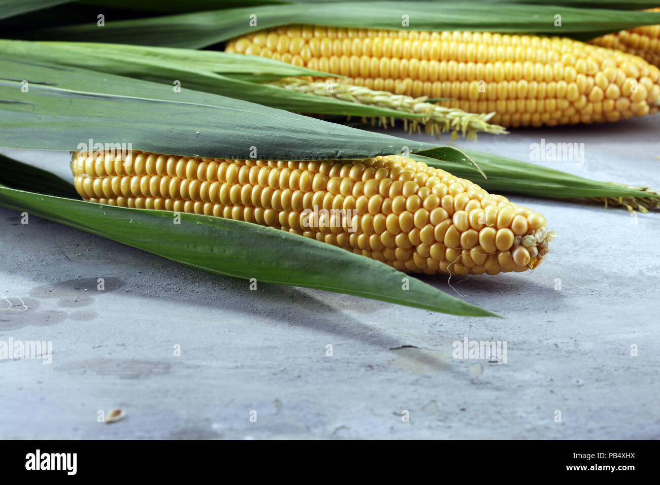 Fresh corn on cobs on rustic stone table. Stock Photo