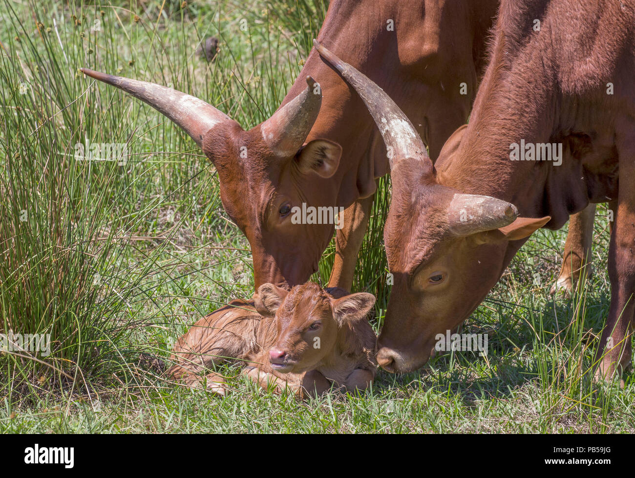 Two Watusi cattle showing affection for young calf Stock Photo