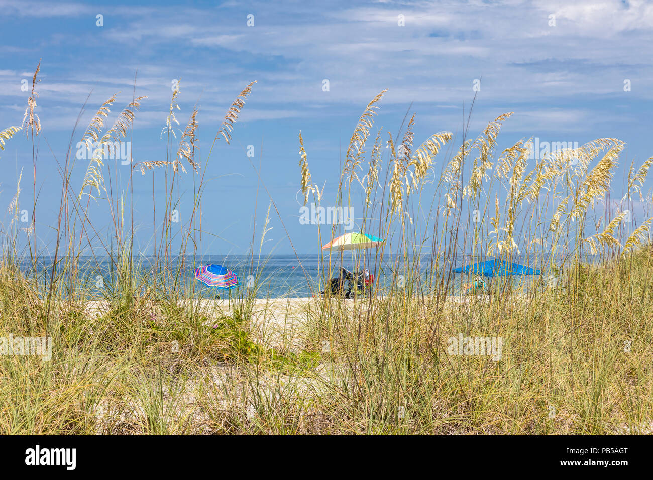 Sea Oats on a sand dune against a clear blue sky on a beach on the Gulf
