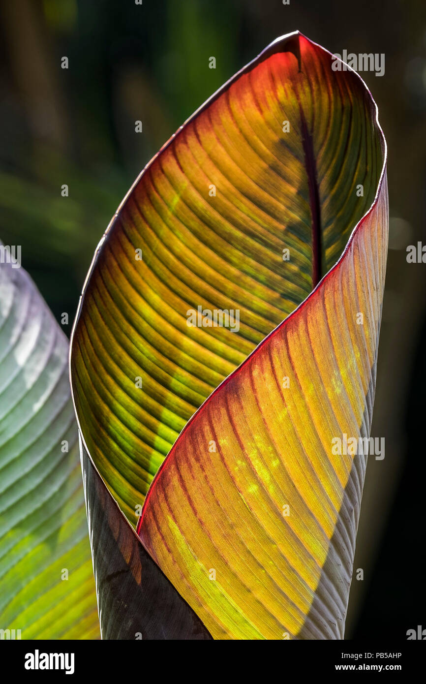 Intense sunlight illuminating the leaves of a Musa Santa Morelli plant. Stock Photo