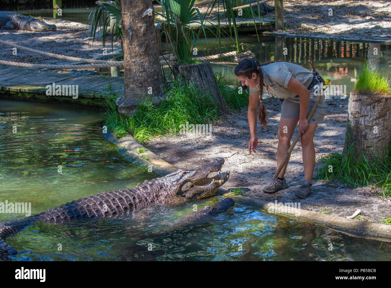 Woman giving Alligator talk at St. Augustine Alligator Farm Zoological Park in St Augustine Florida Stock Photo