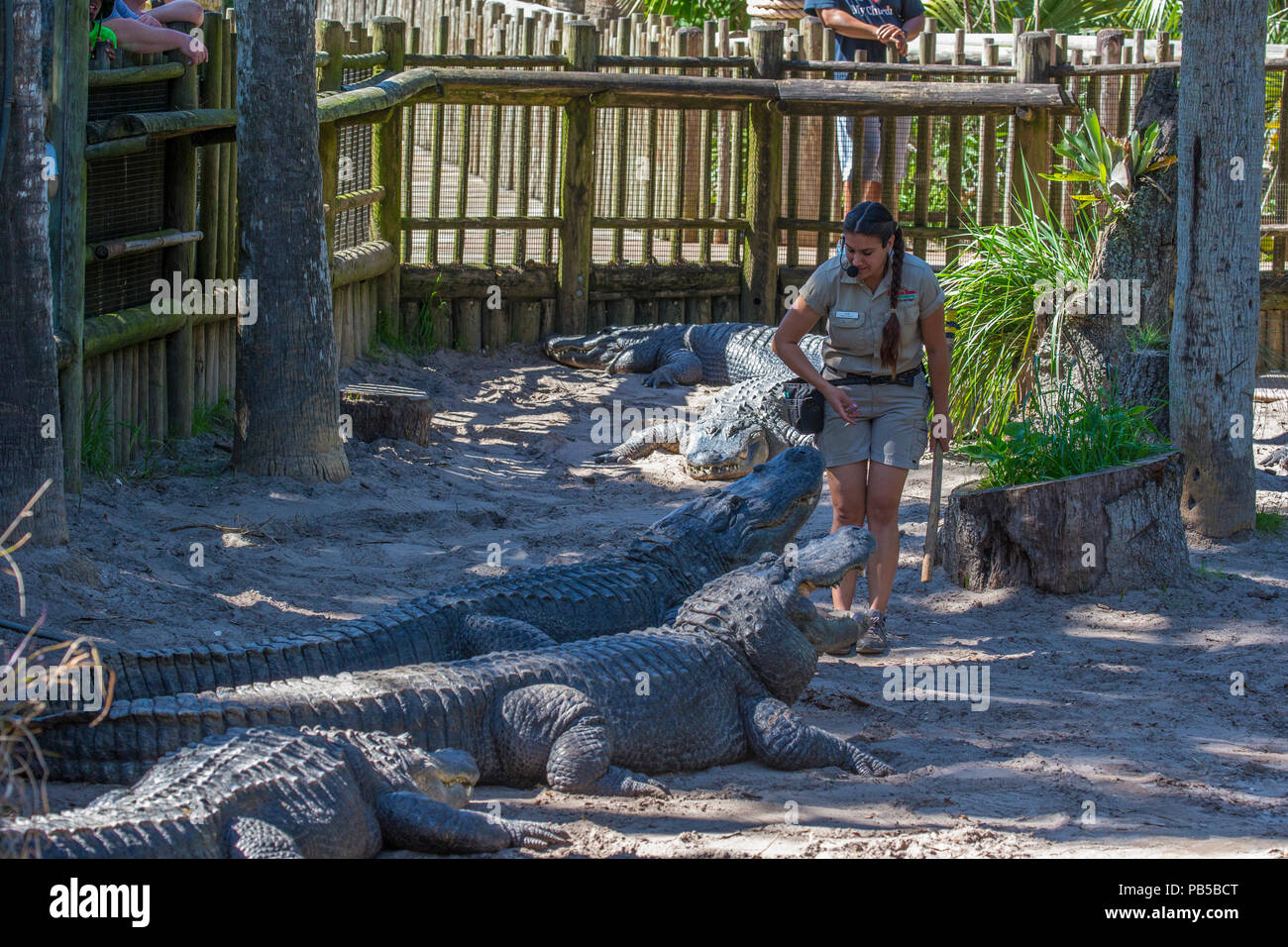 Woman giving Alligator talk at St. Augustine Alligator Farm Zoological Park in St Augustine Florida Stock Photo
