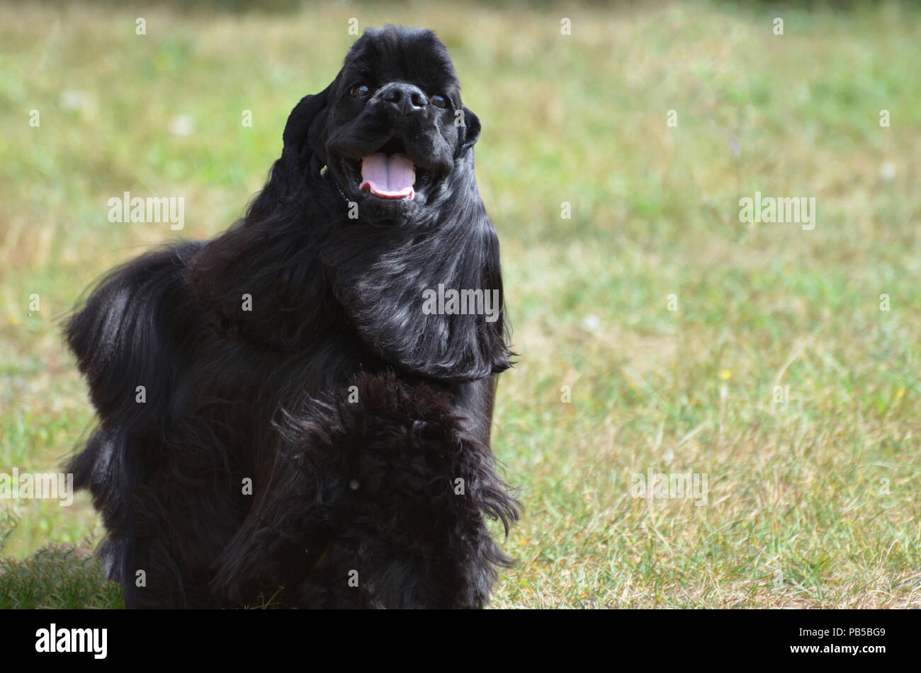 Adorable black English cocker spaniel puppy dog Stock Photo - Alamy