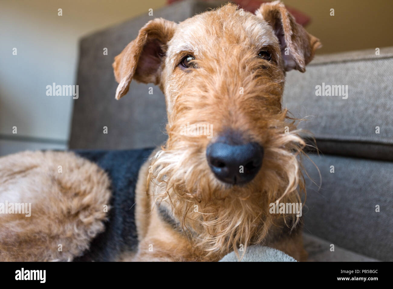 Airedale Terrier close-up Stock Photo