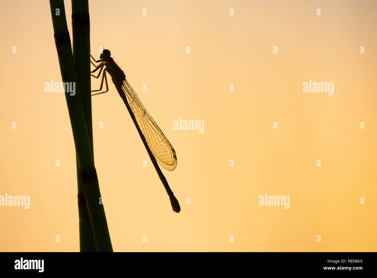 A Common Blue Damselfly (Enallagma cyathigerum) on a reed in silhouette in the Mendip Hills, Somerset, England. Stock Photo