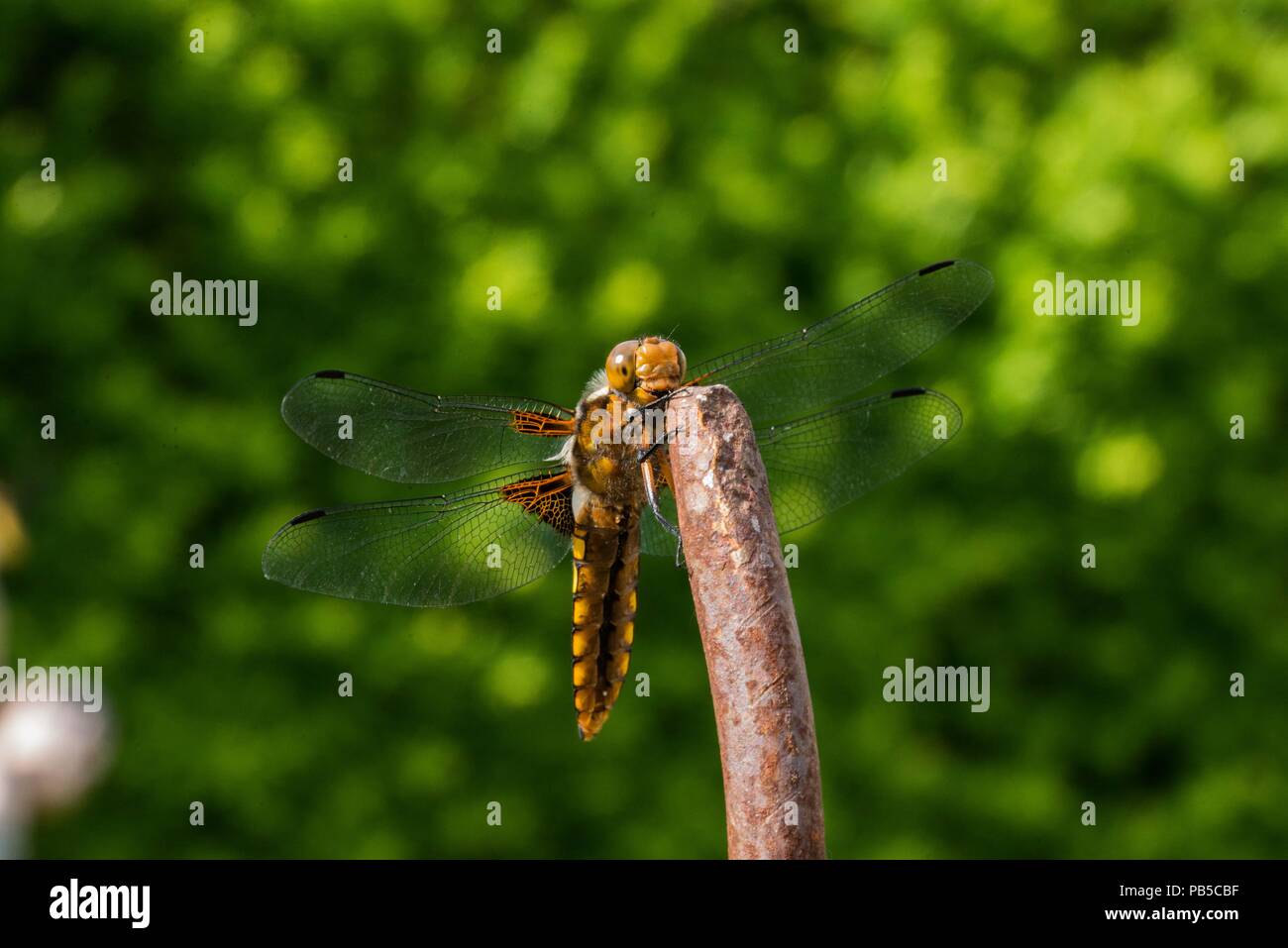 libelle' hi-res stock photography and images - Page 5 - Alamy