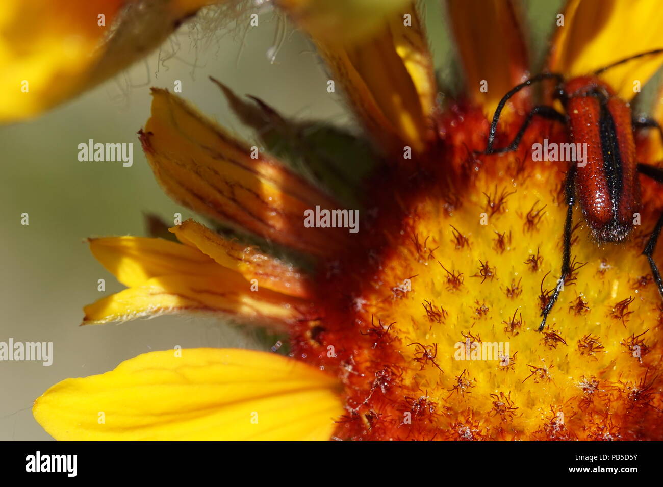 wild flower with red and black striped beetle, Inglewood Bird Sanctuary, Calgary, Alberta, Canada Stock Photo