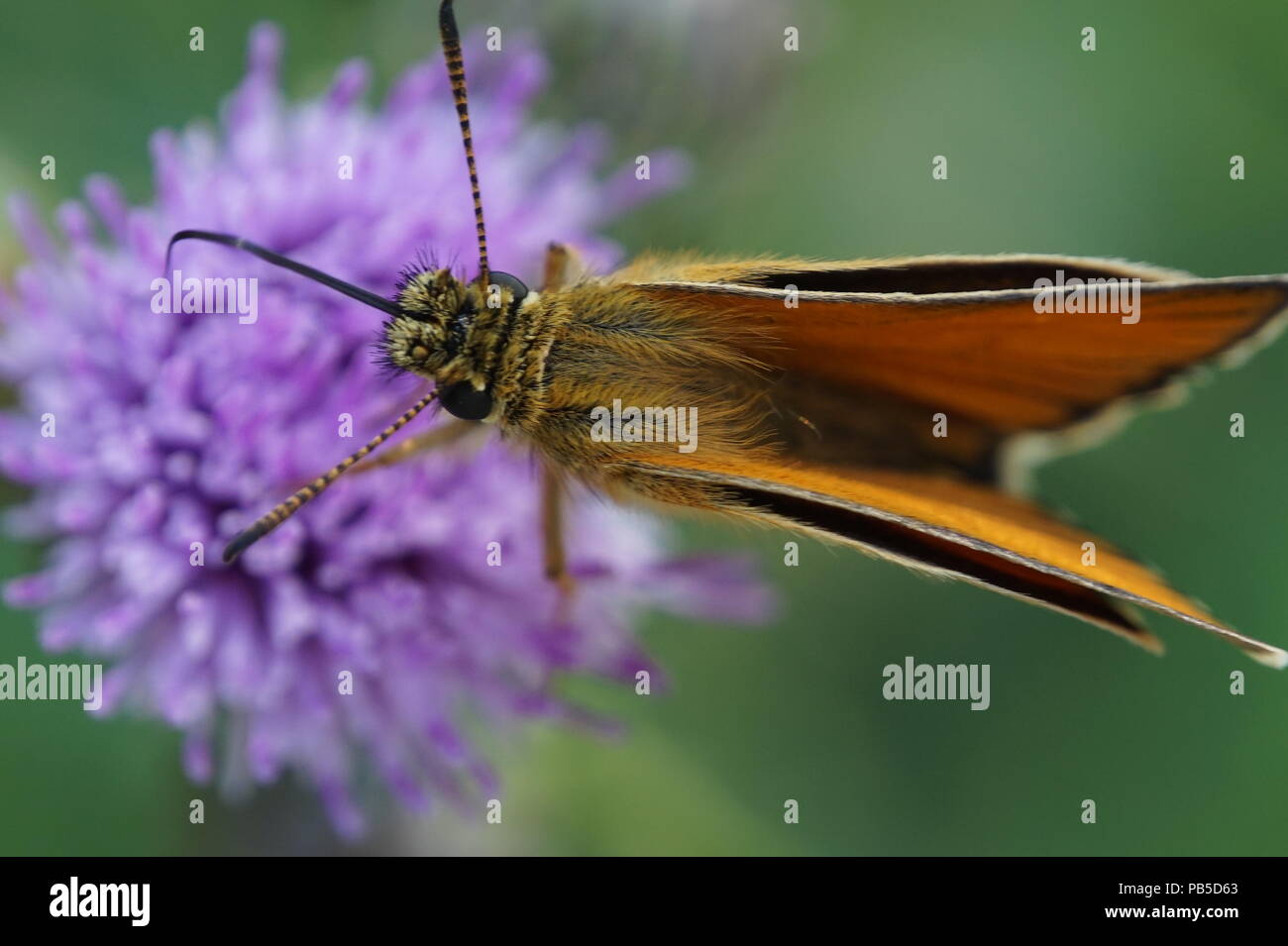 close up of a moth on a small thistle , taken at the Inglewood Bird Sanctuary, Calgary, Alberta, Canada Stock Photo