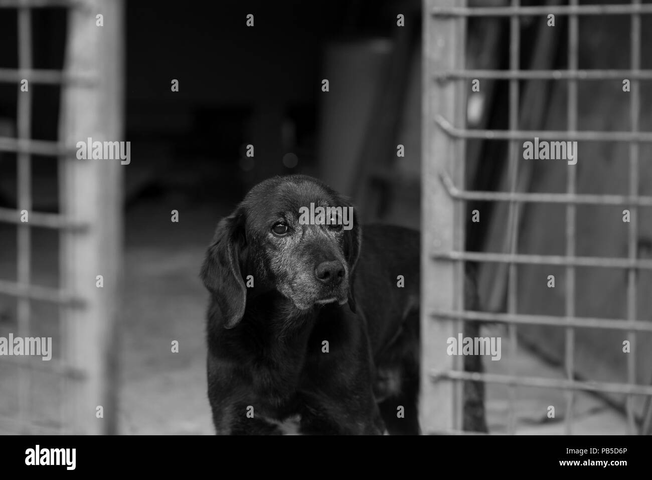 Portrait of a dog in black and white Stock Photo - Alamy