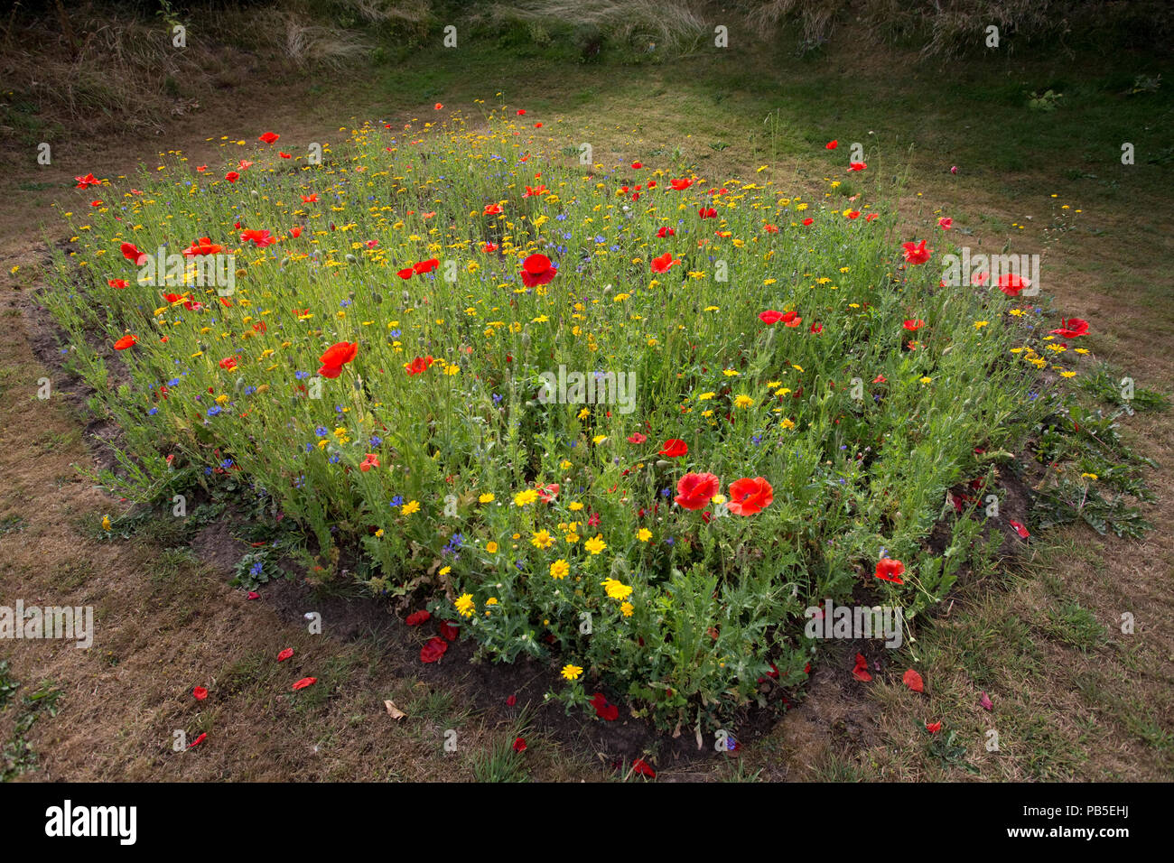 3Bs Three bees garden wildflowers July 22 2018 Mickleton Chipping Campden UK Stock Photo