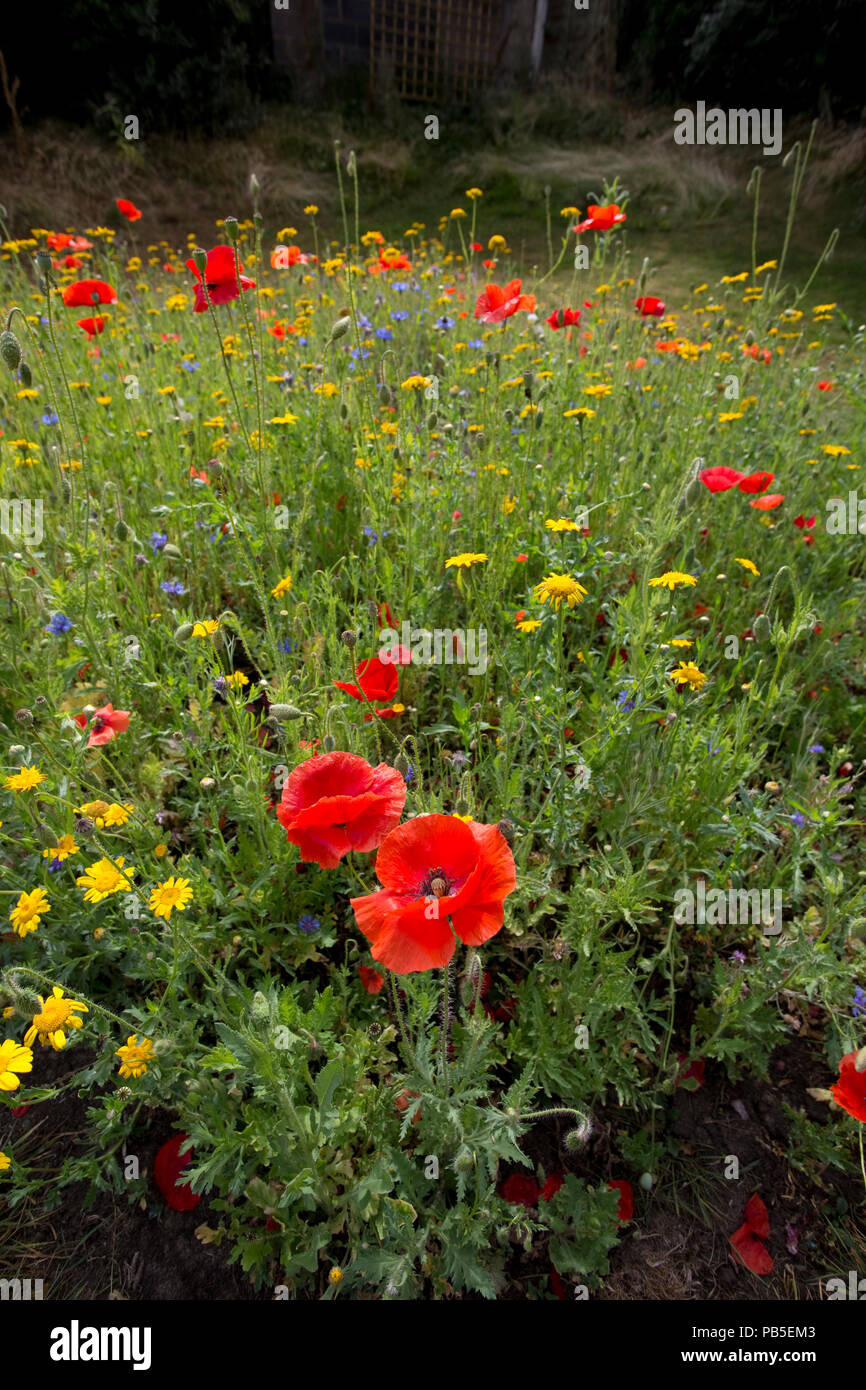 3Bs Three bees garden wildflowers July 22 2018 Mickleton Chipping Campden UK Stock Photo