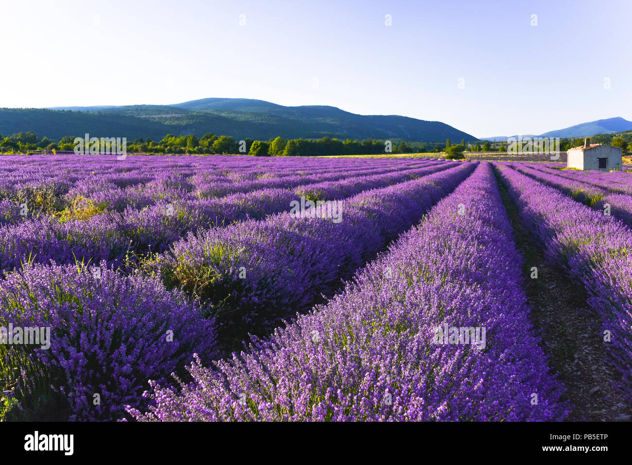 lavender field with intense bright colour near Sault, Provence, France, landcsape panorama in the evening sunlight Stock Photo