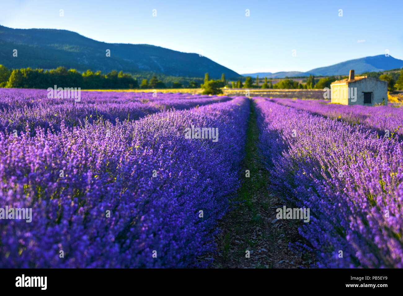 soft lighted lavender field with hut, Provence, France, dreamy close up with fuzziness Stock Photo