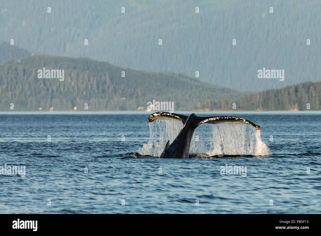 Humpback Whale diving in Saginaw Channel in Southeast Alaska. Stock Photo