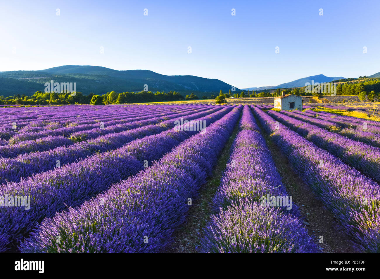 lavender landscape with mountainscape and hut, Provence, France Stock Photo