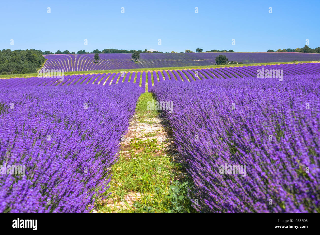 lavender field on several hills, Provence, France, mountain top of Mont-Ventoux at the horizon Stock Photo
