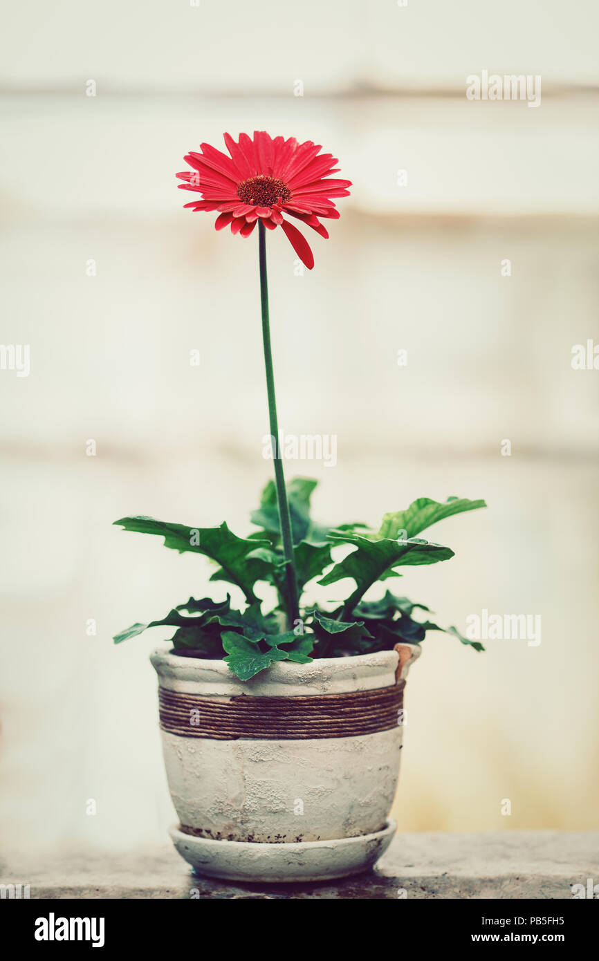 One red gerber plant with green leaves in white stone ceramic old aged flower pot, toned with Instagram filters, blurry background Stock Photo