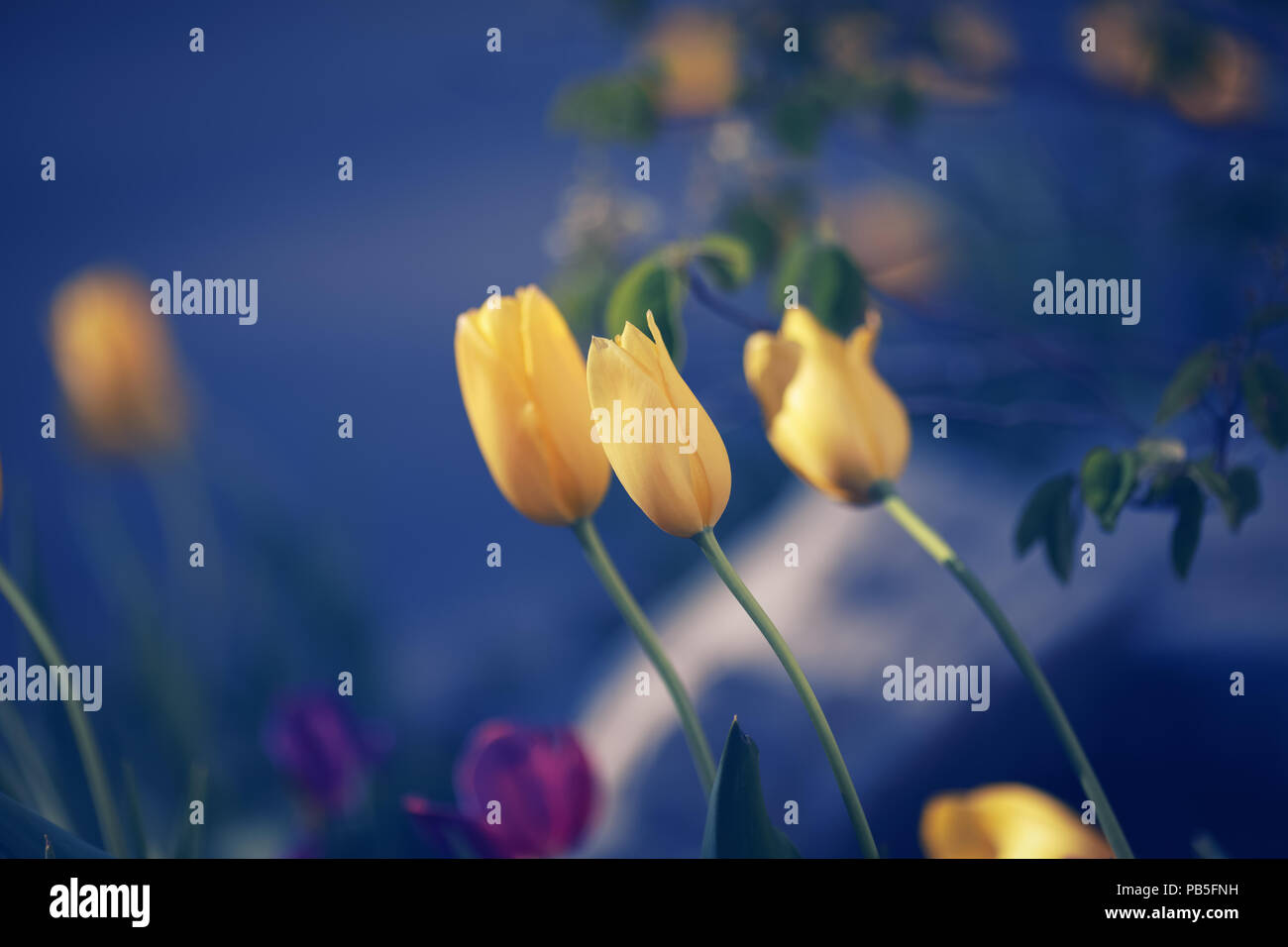Beautiful Fairy Dreamy Magic Yellow Tulip Flowers With