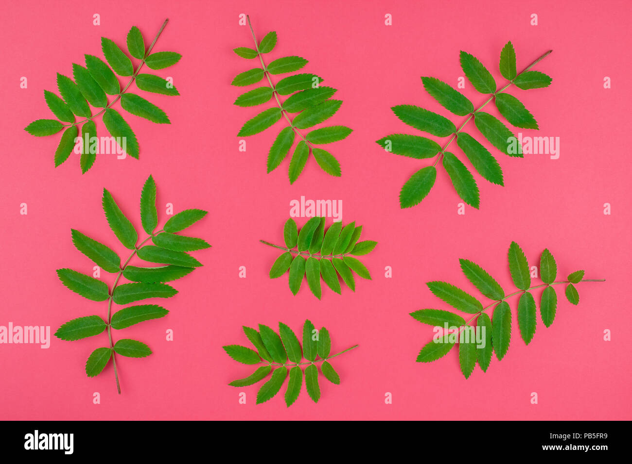 Creative flat lay top view pattern with fresh green rowan tree leaves ...
