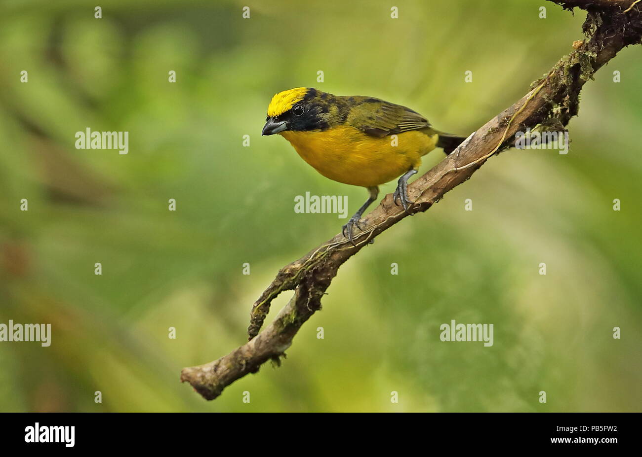 Thick-billed Euphonia (Euphonia laniirostris) immature male perched on ...