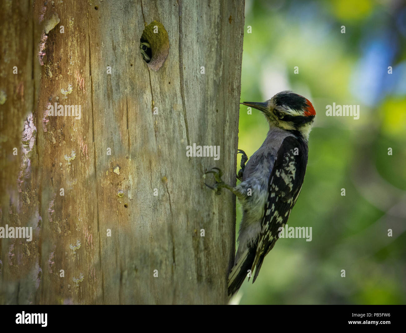 Woodpecker in tree hole Stock Photo - Alamy