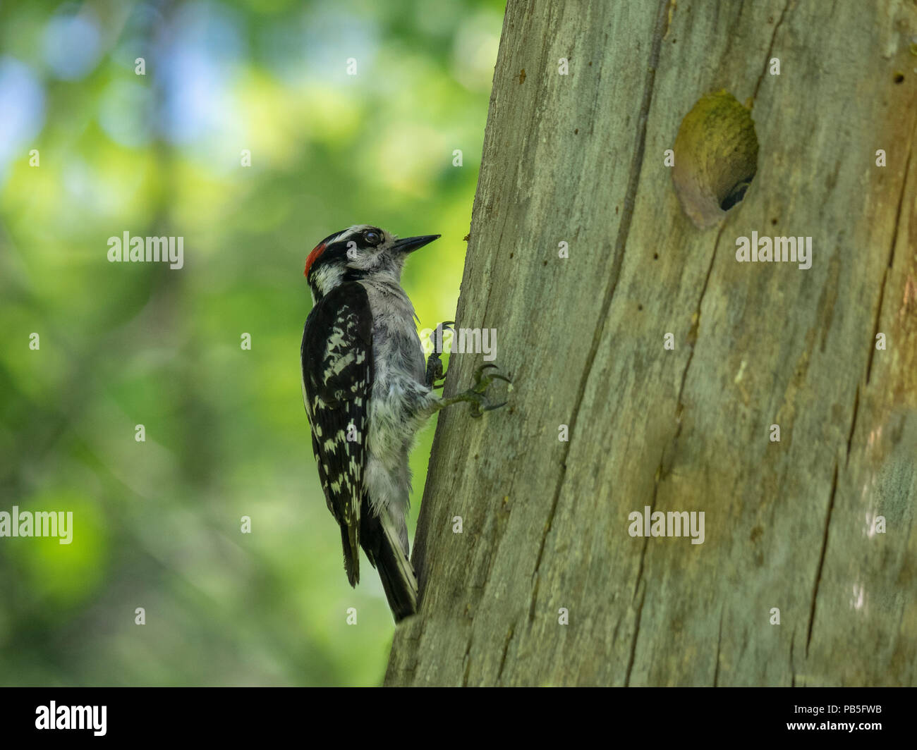 Woodpecker in tree hole Stock Photo - Alamy