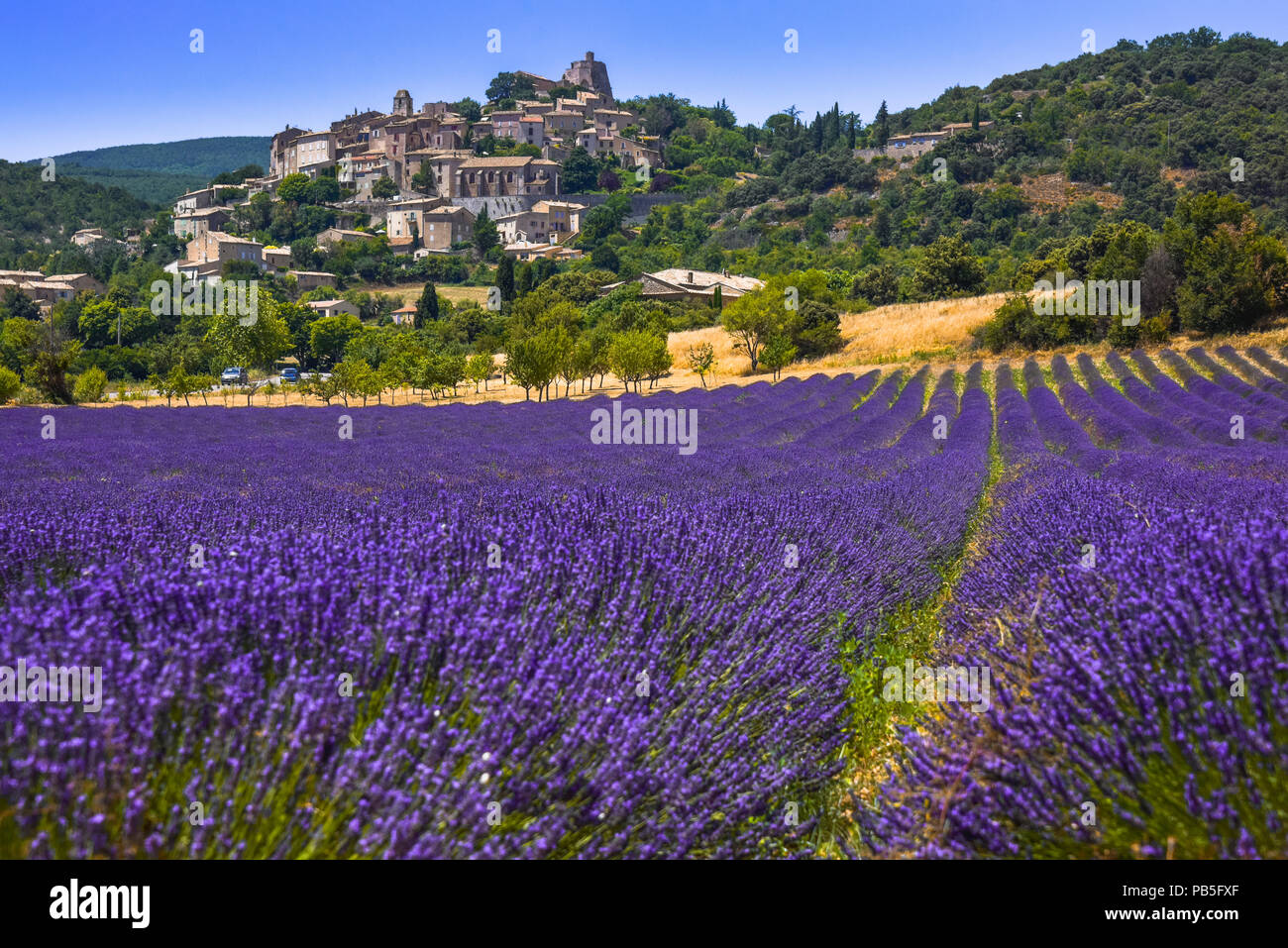 old village on a hill, Simiane-la-Rotonde with lavender field in foreground, Provence, France, department Alpes-de-Haute-Provence Stock Photo