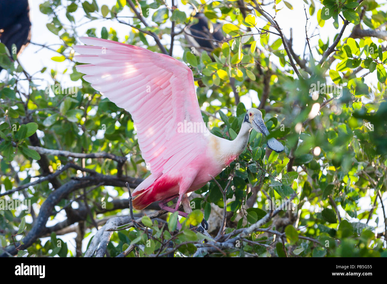 A Rosetta Spoonbill at the Sian Ka'an Biosphere Reserve in Tulum, Mexico as seen from the eco-friendly Cesiak hotel and tent cabins. Stock Photo