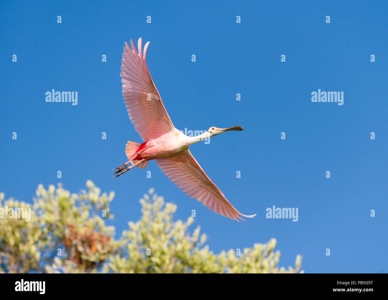 A Rosetta Spoonbill at the Sian Ka'an Biosphere Reserve in Tulum, Mexico as seen from the eco-friendly Cesiak hotel and tent cabins. Stock Photo