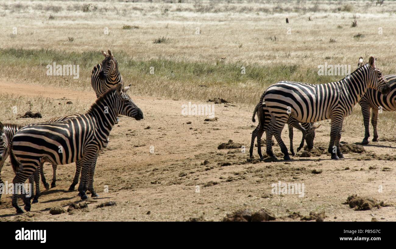 wild living zebras in the savanna of national park in kenya Stock Photo Alamy