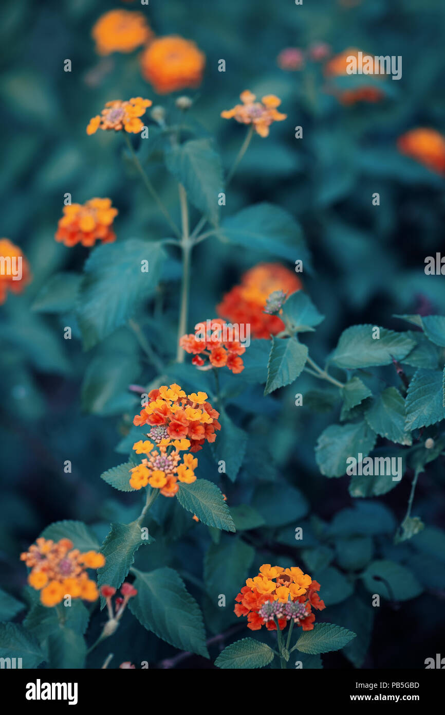 Beautiful fairy dreamy magic red yellow orange flower lantana camara on green blue blurry background, toned with instagram filters in retro vintage st Stock Photo