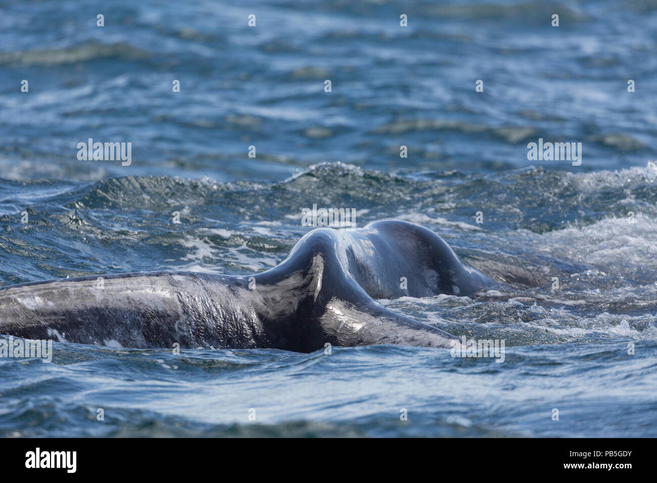 Adult California gray whale, Eschritius robustus, flukes-up dive in San Ignacio Lagoon, Baja California Sur, Mexico. Stock Photo