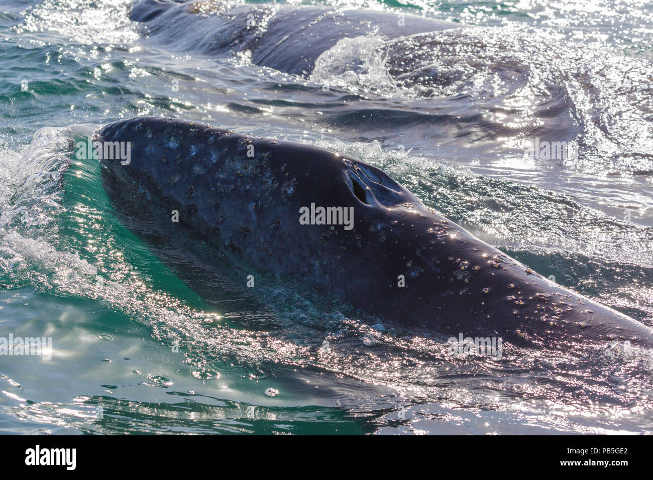 California gray whale calf, Eschritius robustus, surfacing in San Ignacio Lagoon, Baja California Sur, Mexico. Stock Photo