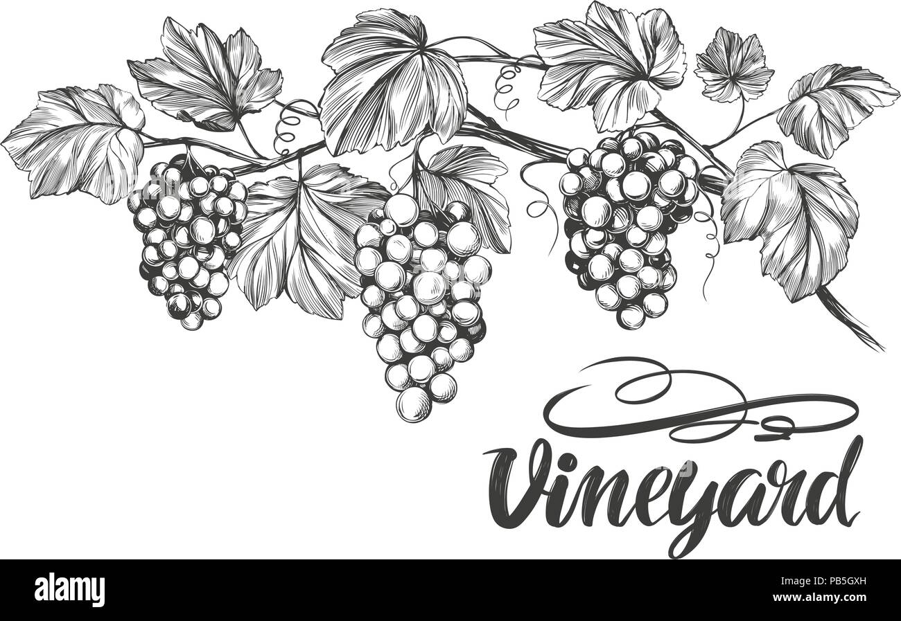 Open - Grape Vine Line Drawing - Free Transparent PNG Download - PNGkey