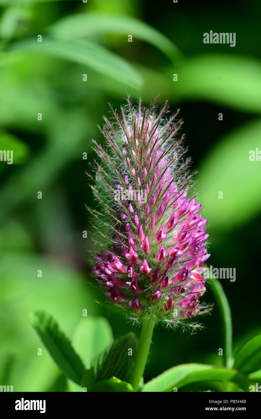 macro shot of red feather clover in bloom Stock Photo