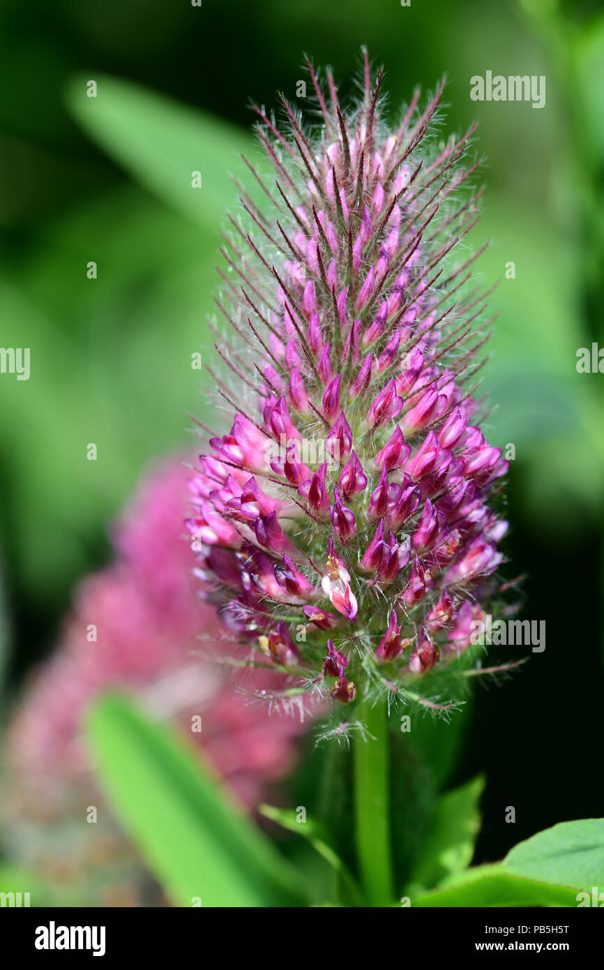 macro shot of red feather clover in bloom Stock Photo