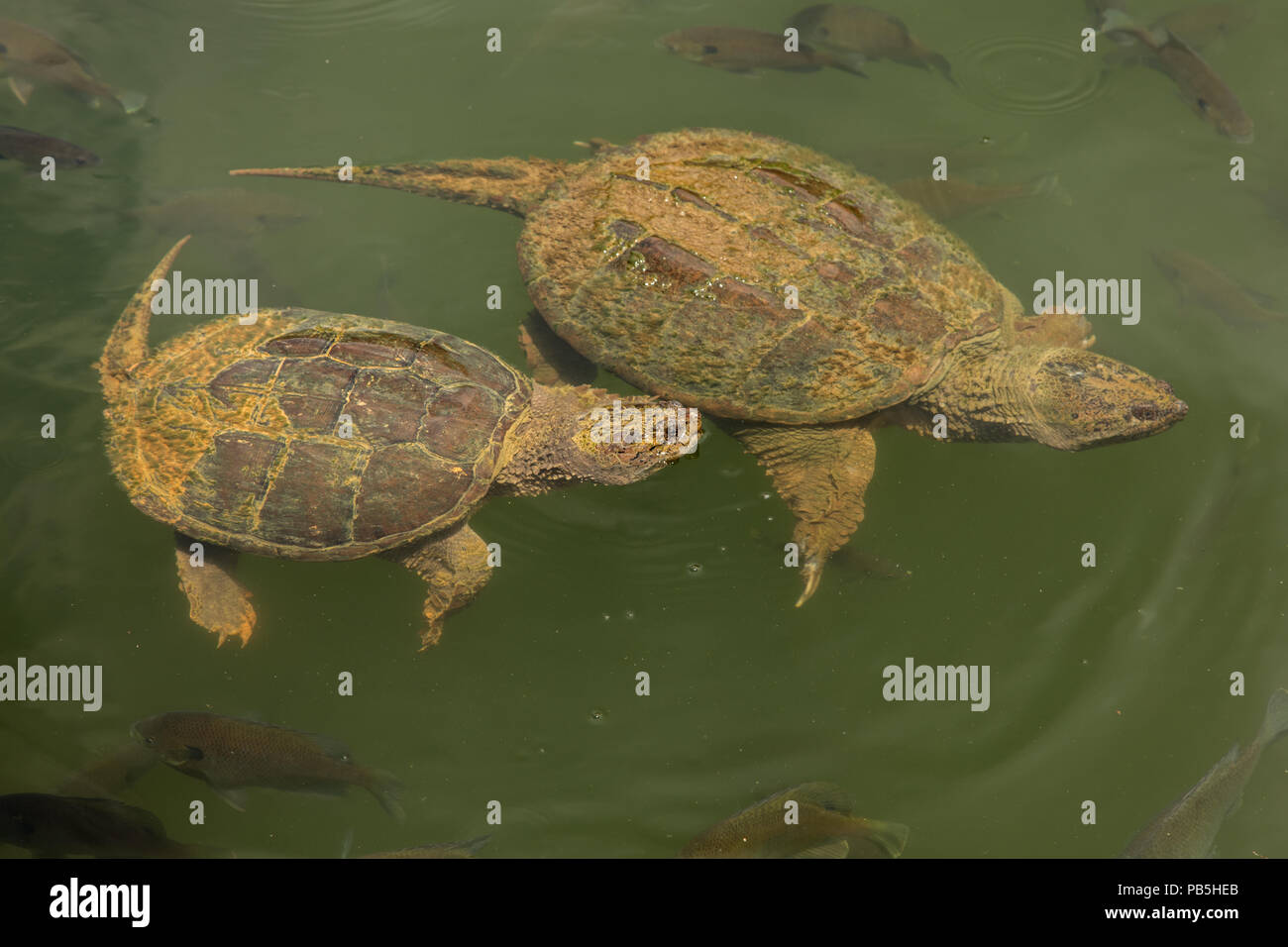 snapping turtles, Chelydra serpentina,  and Bluegills, Lepomis macrochirus, Maryland Stock Photo