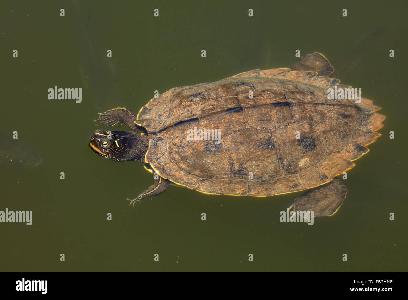 northern map turtle (Graptemys geographica), or common map turtle, Maryland, state endangered species Stock Photo